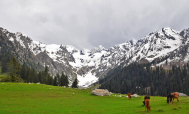 Enchanting Kashmir in 7 nights & 8 days