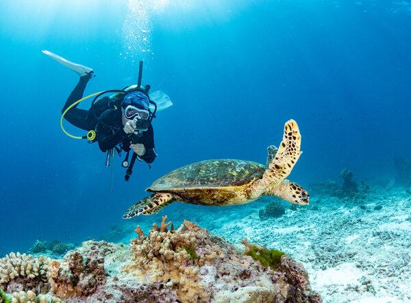 Female scuba diver taking a photo of Hawksbill Turtle swimming over coral reef in the blue sea. Marine life and Underwater world concepts