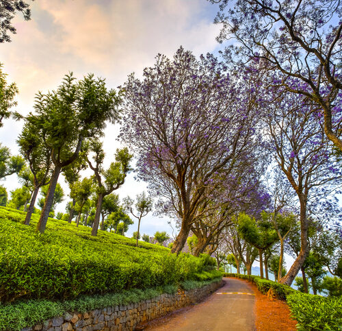 Weekend trip to Ooty & Coorg for 4 nights & 5 days